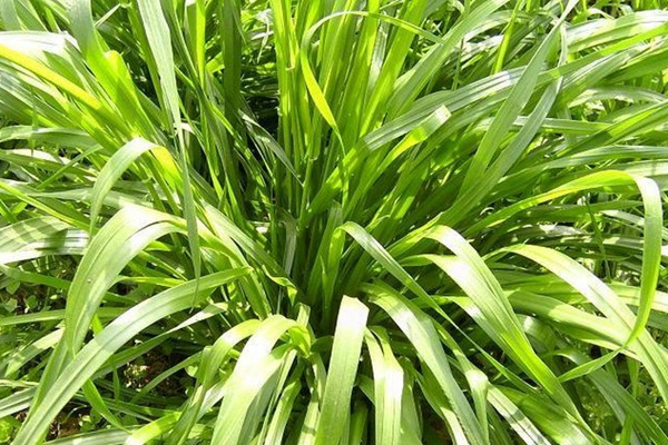 高產(chǎn)優(yōu)質(zhì)高蛋白飼草種子有哪些 高產(chǎn)優(yōu)質(zhì)高蛋白飼草種子有哪些