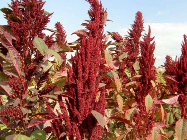 種植籽粒莧的經(jīng)濟效益如何