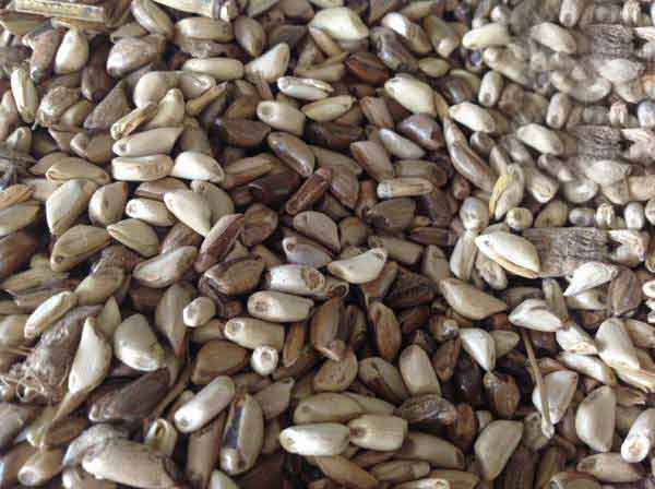 墨西哥玉米草種子怎么種植 墨西哥玉米草種子怎么種植