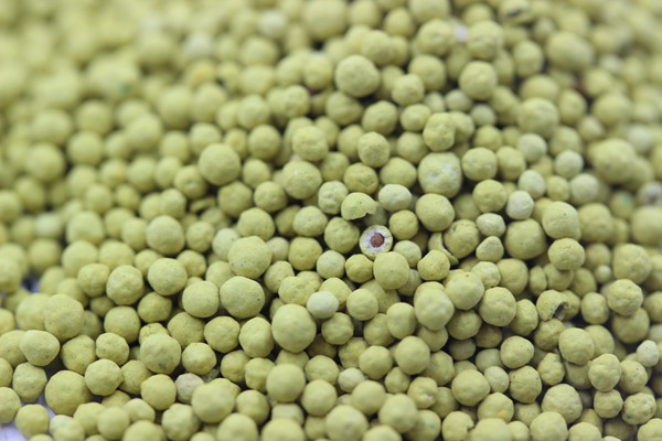 紅三葉草種子的播種方法及種植技巧 紅三葉草種子的播種方法及種植技巧