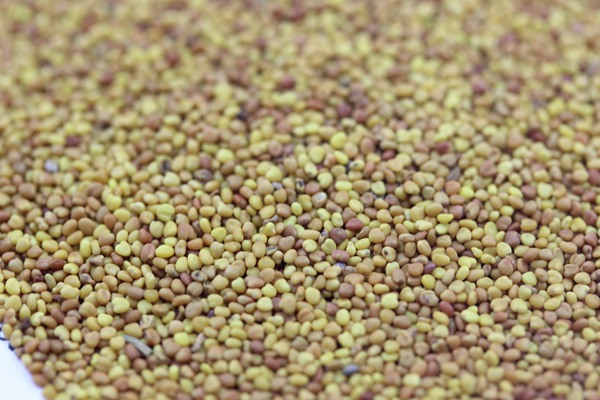 紅三葉草種子的播種方法及種植技巧 紅三葉草種子的播種方法及種植技巧