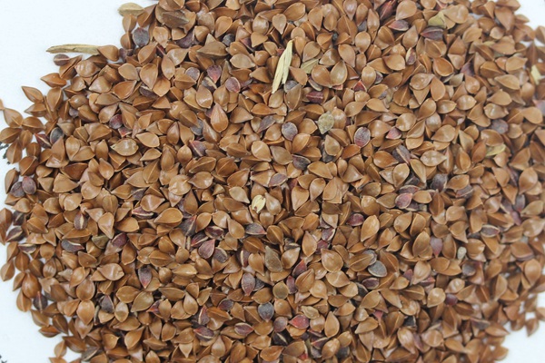 魯梅克斯種子的最佳發芽溫度 魯梅克斯種子的最佳發芽溫度