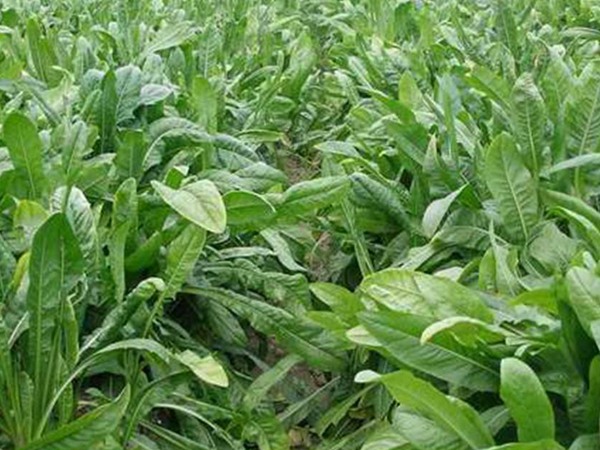 魯梅克斯種子的最佳發芽溫度 魯梅克斯種子的最佳發芽溫度