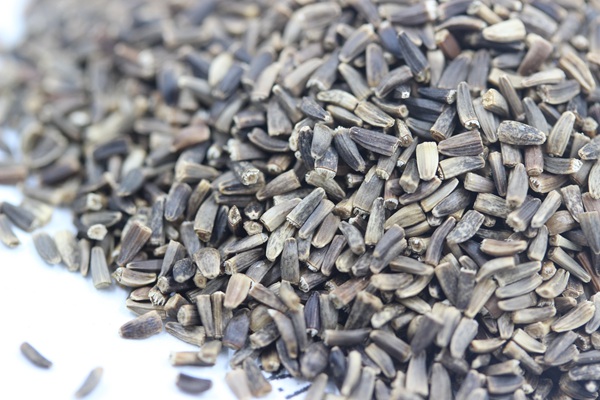 將軍菊苣種子價格多少錢一斤