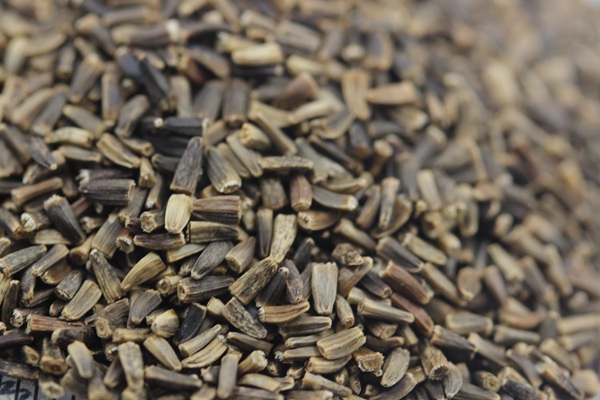 將軍菊苣種子價格多少錢一斤