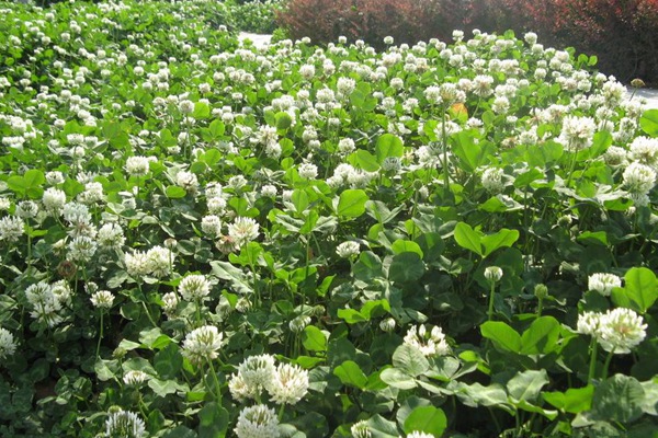 紅三葉草好還是白三葉草好,有什么區別 紅三葉草好還是白三葉草好,有什么區別