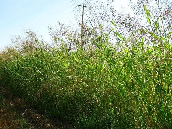 蘇丹草長多高可以收割 蘇丹草長多高可以收割