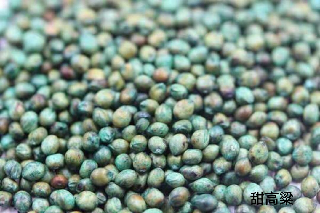 甜高粱,一年生植物,在世界各大洲都有分布 甜高粱,一年生植物,在世界各大洲都有分布