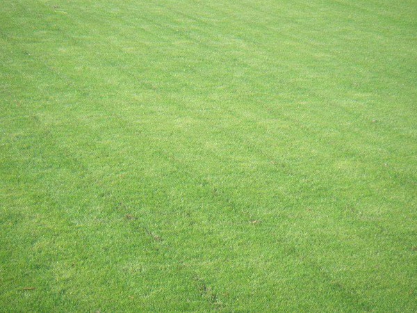 如何區(qū)分冬牧70黑麥草和黑麥草