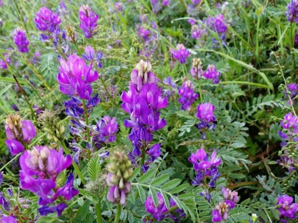 沙打旺可以用來喂養(yǎng)牛羊嗎 沙打旺可以用來喂養(yǎng)牛羊嗎