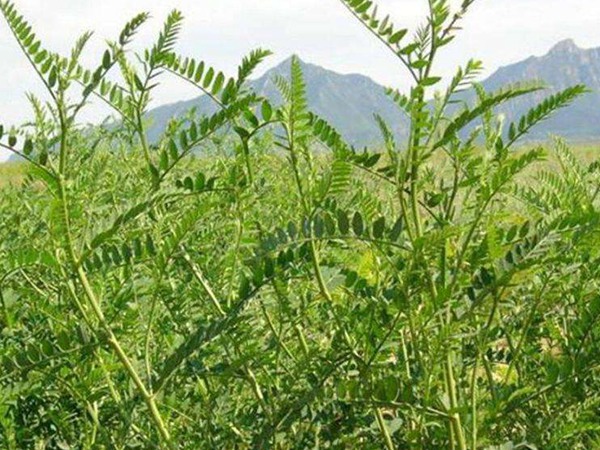 沙打旺可以用來喂養(yǎng)牛羊嗎 沙打旺可以用來喂養(yǎng)牛羊嗎