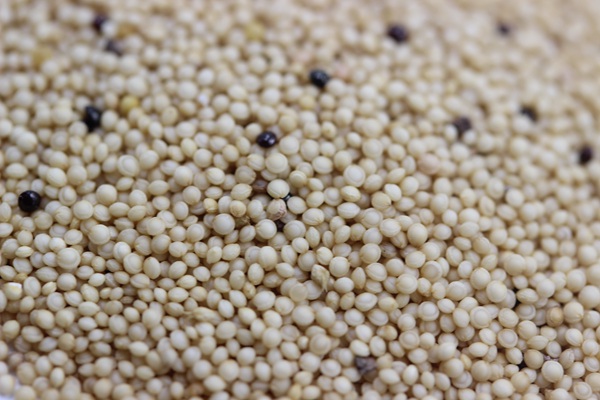 美國籽粒莧種子什么時候播種，畝播種量多少