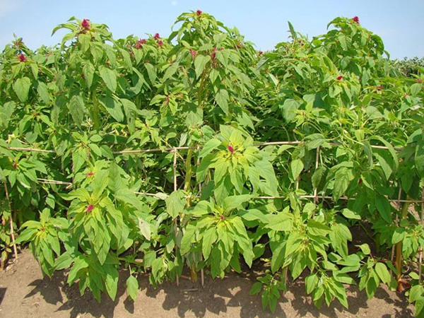 美國籽粒莧種子什么時候播種，畝播種量多少