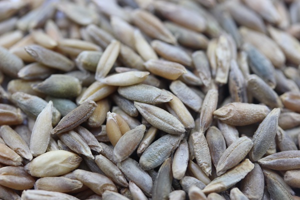 特高黑麥草種子多少錢一斤?如何購買優質種子 特高黑麥草種子多少錢一斤?如何購買優質種子