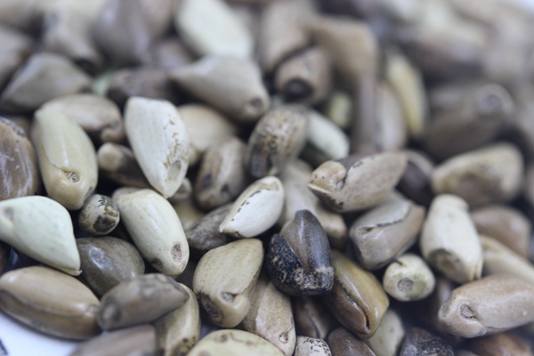 墨西哥玉米草種子播種后幾天發芽？怎么播種發芽更快