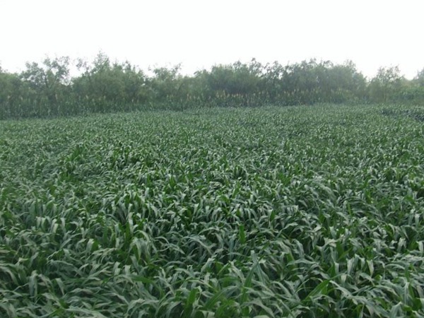 墨西哥玉米草種子播種后幾天發芽？怎么播種發芽更快