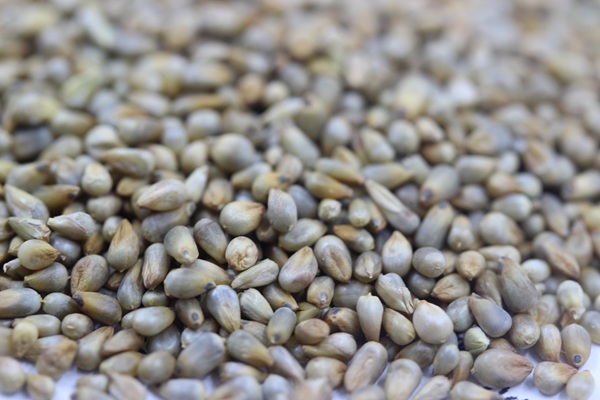 多年生雜交狼尾草種子多少錢一斤