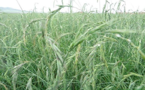 披堿草不用整地可以播種嗎