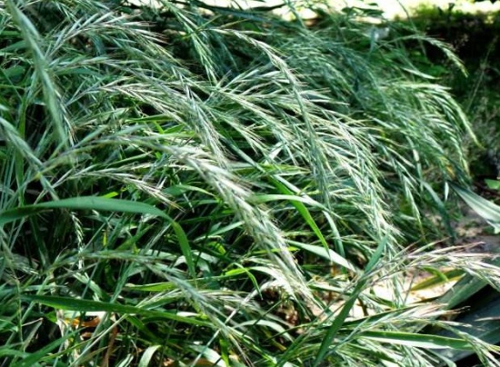 披堿草不用整地可以播種嗎