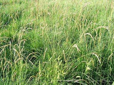 披堿草不用整地可以播種嗎