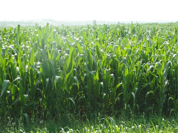 美國(guó)高丹草種子畝播種用量，如何播種