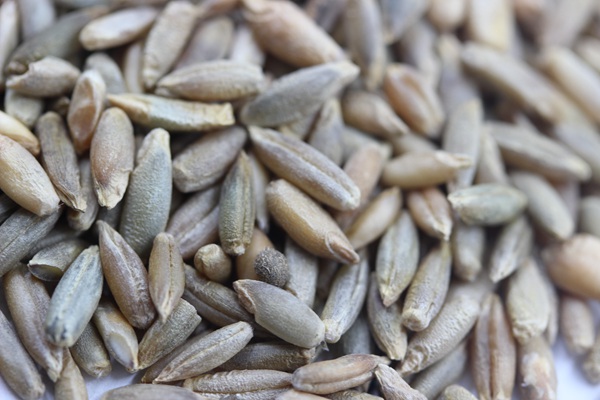 冬牧70黑麥草的播種時間及播種方法 冬牧70黑麥草的播種時間及播種方法