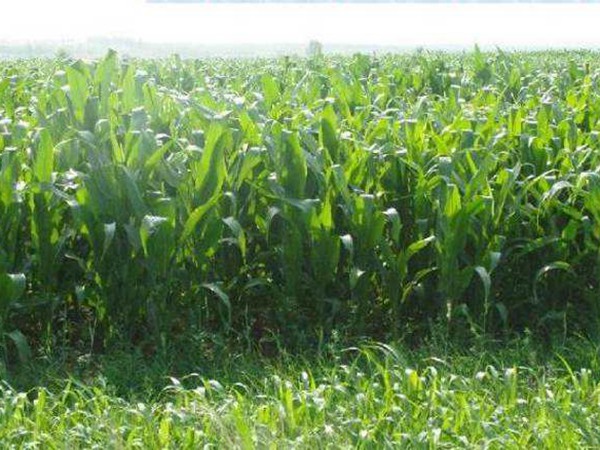 每頭牛的一天飼草量，喂養那些比較好