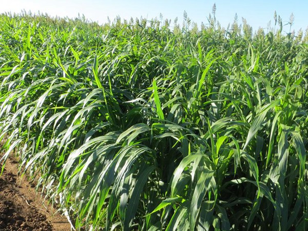 每頭牛每年飼草是多少，有什么標準