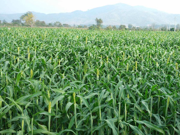 哪種飼草畝產高,如何提高產量 哪種飼草畝產高,如何提高產量