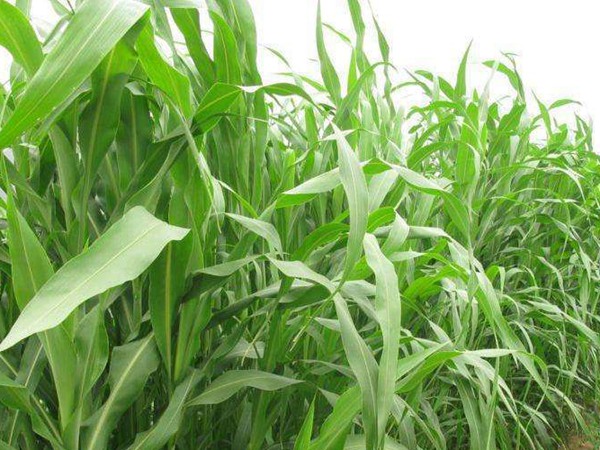 哪種飼草畝產高,如何提高產量 哪種飼草畝產高,如何提高產量