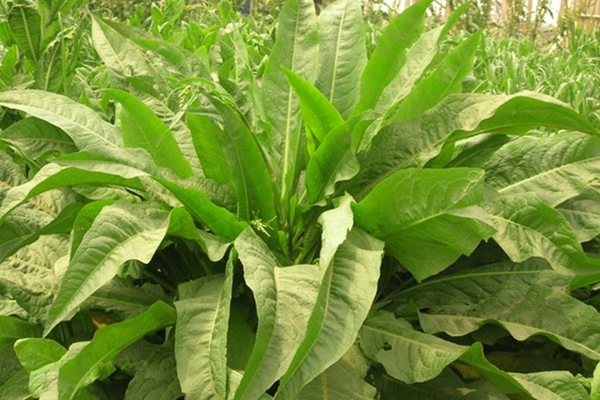 哪種飼草喂雞鵝好,有何喂養優勢 哪種飼草喂雞鵝好,有何喂養優勢