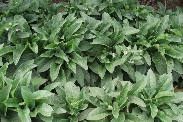 哪種飼草喂雞鵝好,有何喂養優勢 哪種飼草喂雞鵝好,有何喂養優勢