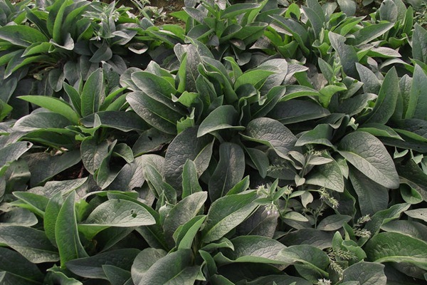 哪種飼草喂雞鵝好,有何喂養優勢 哪種飼草喂雞鵝好,有何喂養優勢