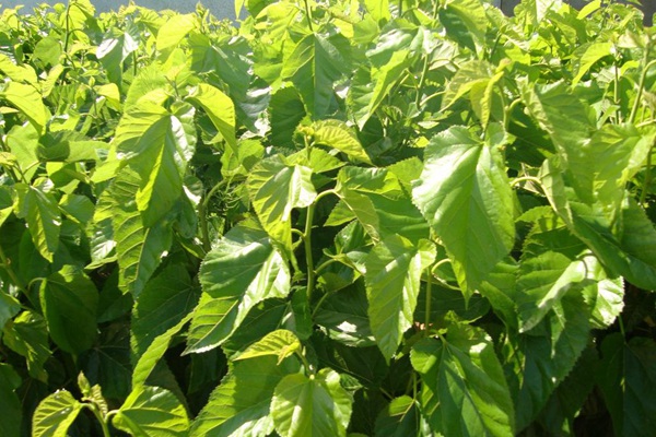 桑樹用作畜飼草可產(chǎn)多少茬 桑樹用作畜飼草可產(chǎn)多少茬