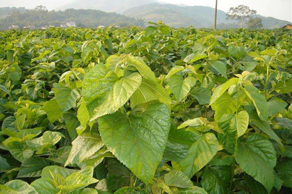 桑樹用作畜飼草可產(chǎn)多少茬 桑樹用作畜飼草可產(chǎn)多少茬