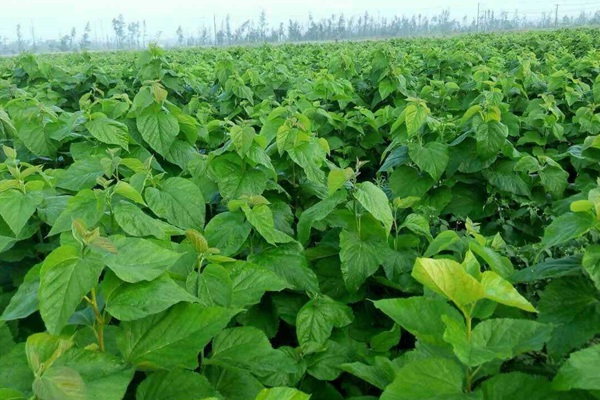 桑飼草樹能用作飼草嗎,種植養護技巧有哪些 桑飼草樹能用作飼草嗎,種植養護技巧有哪些