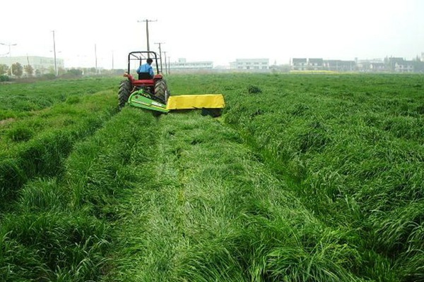 意大利黑麥草種子多少錢一斤？怎么播種