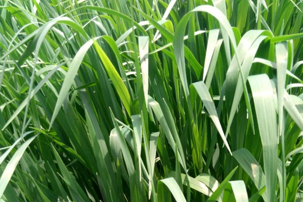 意大利黑麥草種子多少錢一斤？怎么播種