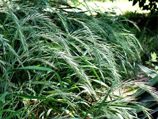 披堿草如何進行播種