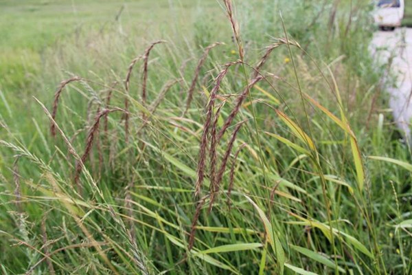 披堿草如何進行播種