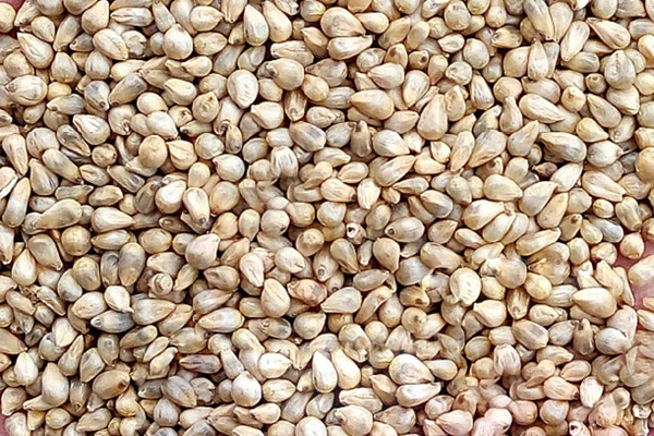 提木西草種子多少錢一斤，哪里有賣