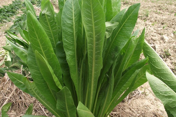 菊苣葉子能做飼草嗎?有什么營養價值 菊苣葉子能做飼草嗎?有什么營養價值