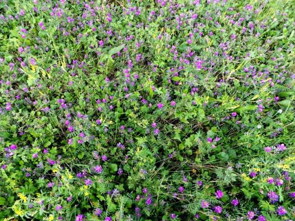 沙打旺做牛羊飼草怎么樣，有什么喂養優勢呢