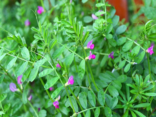 沙打旺做牛羊飼草怎么樣，有什么喂養優勢呢