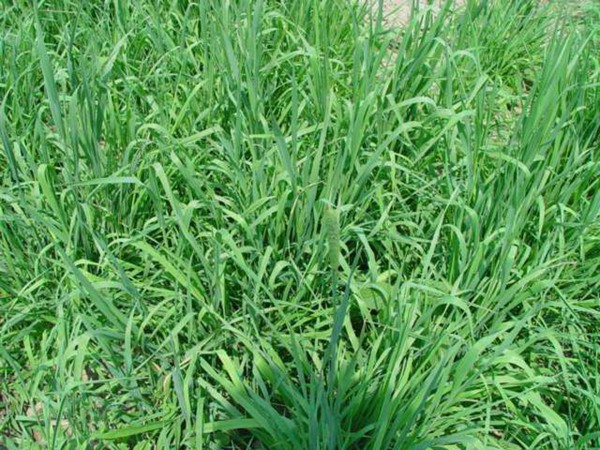 提木西草什么時候種植，怎么種