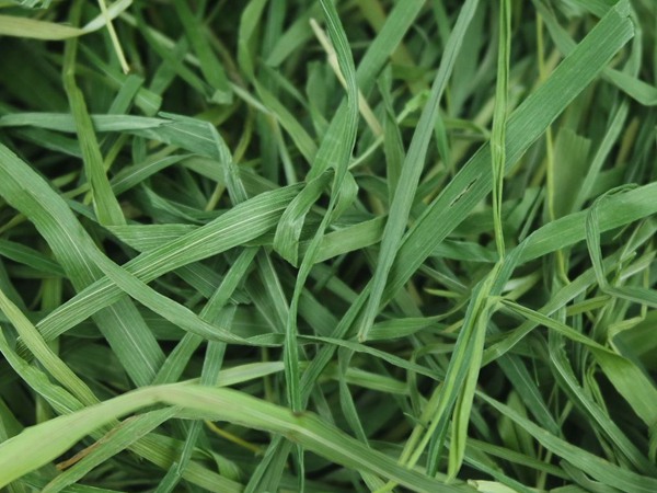 提木西草什么時候種植，怎么種