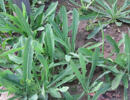 苣荬菜和苦荬菜之間的區別