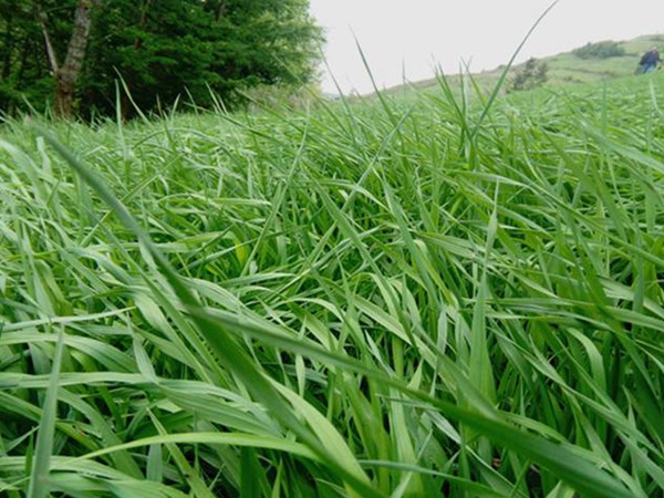 提木西草和苜蓿草哪個更好，有何區別