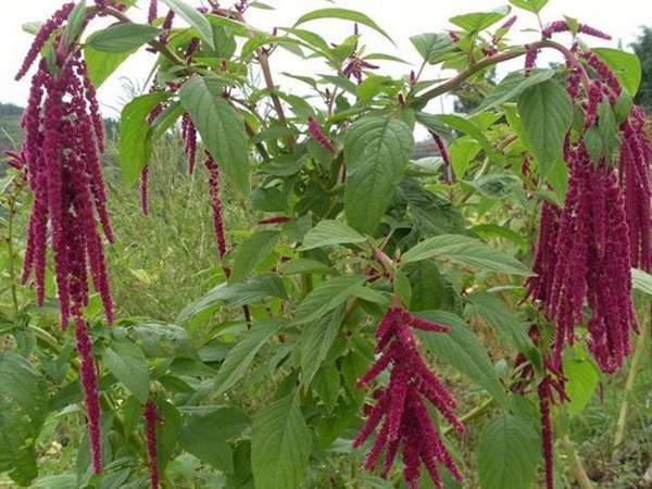 種植籽粒莧的經濟效益如何,怎樣提高效益 種植籽粒莧的經濟效益如何,怎樣提高效益