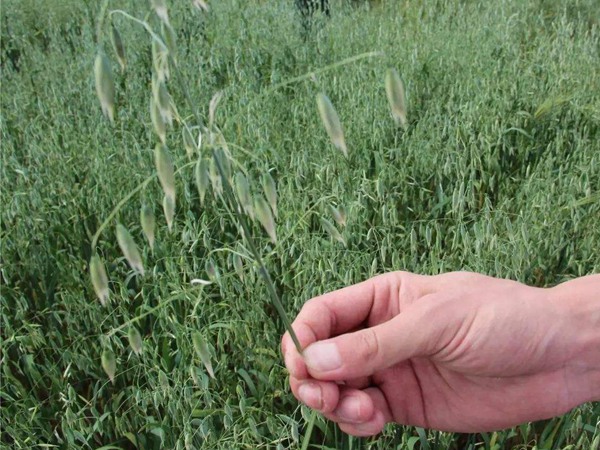 飼草燕麥的生長(zhǎng)周期,生長(zhǎng)期如何養(yǎng)護(hù) 飼草燕麥的生長(zhǎng)周期,生長(zhǎng)期如何養(yǎng)護(hù)